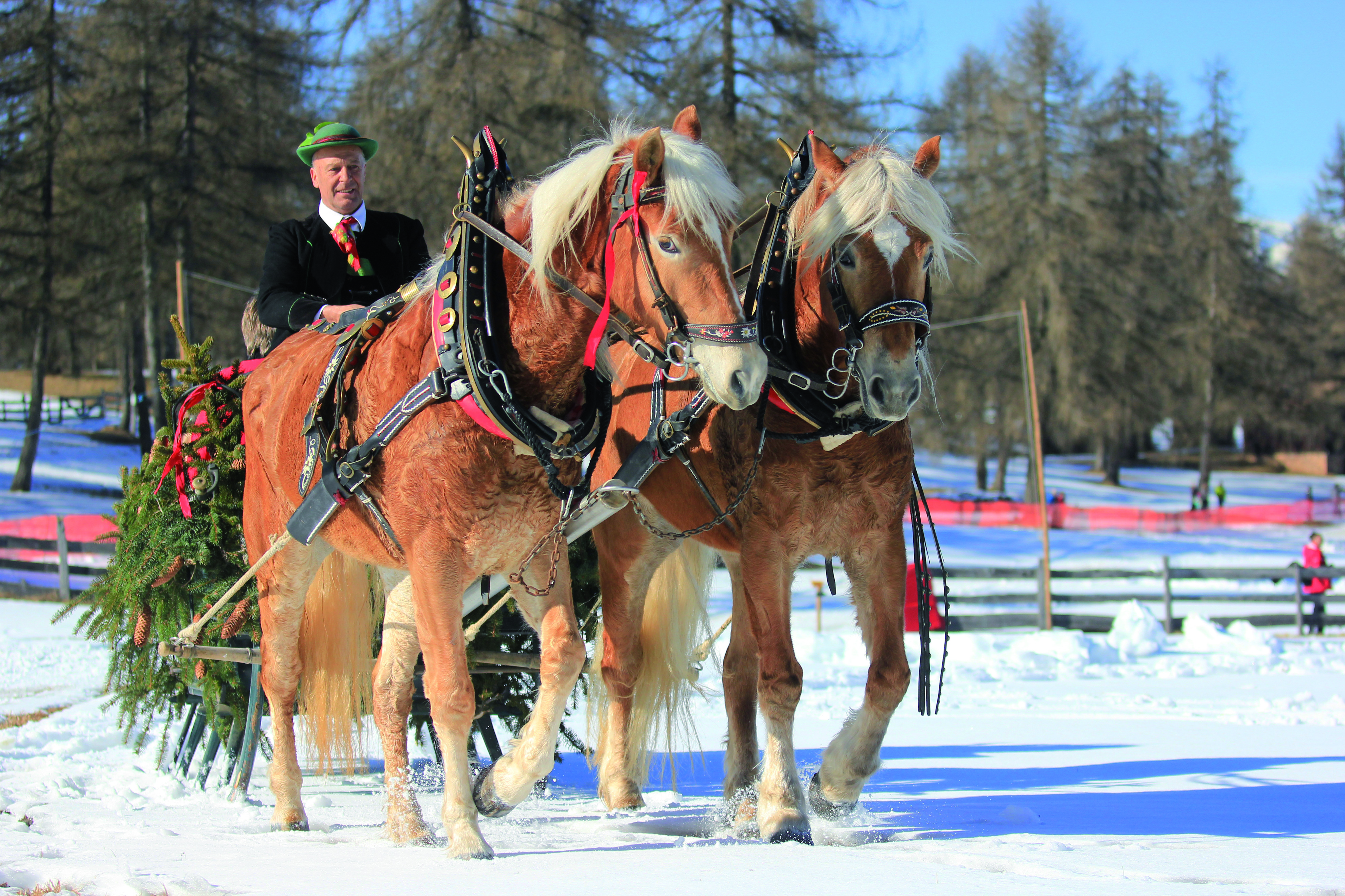 Equitazione invernale_König_Laurin_Salto