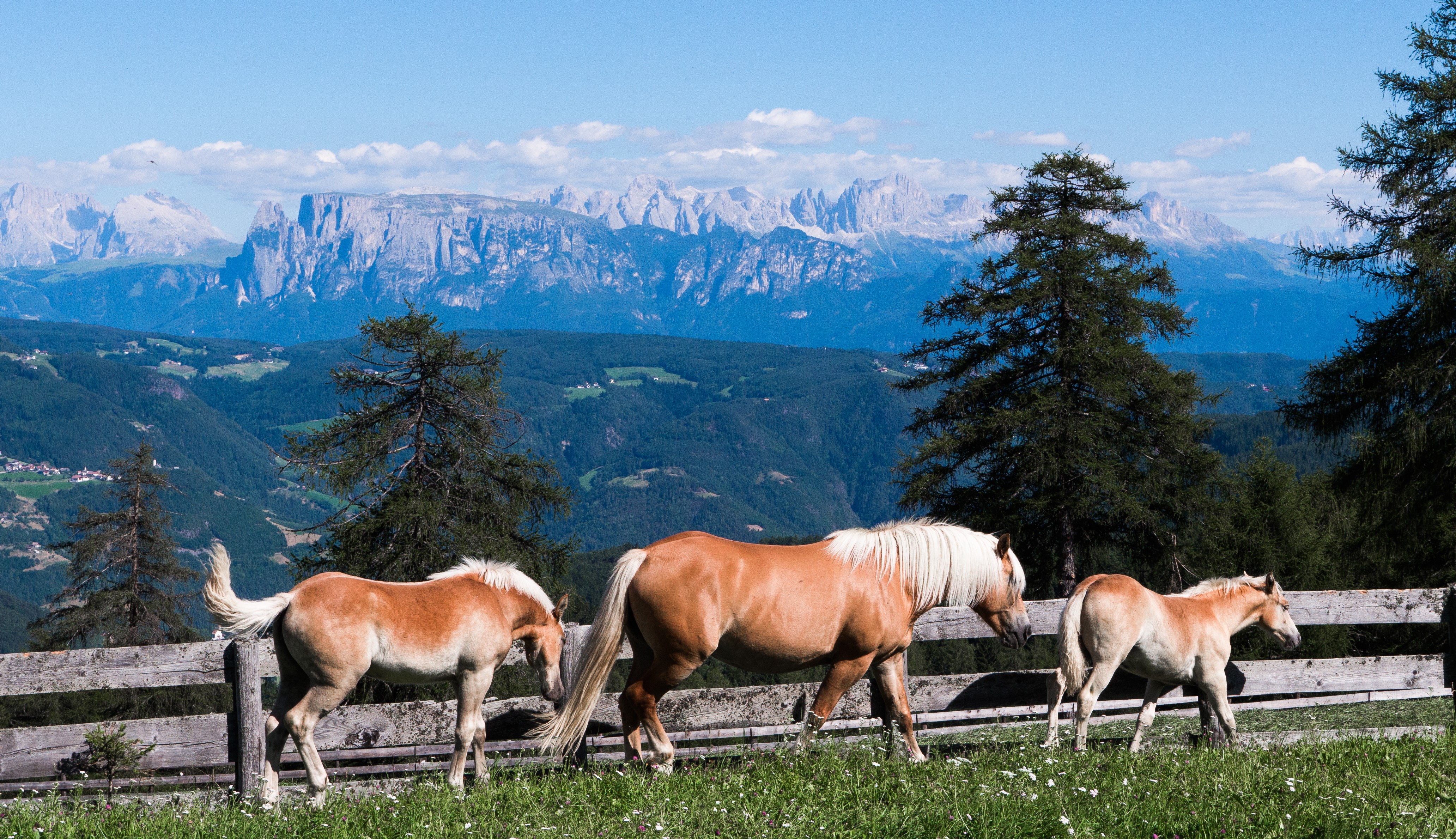 Avelignese_könig_Laurin_San Genesio