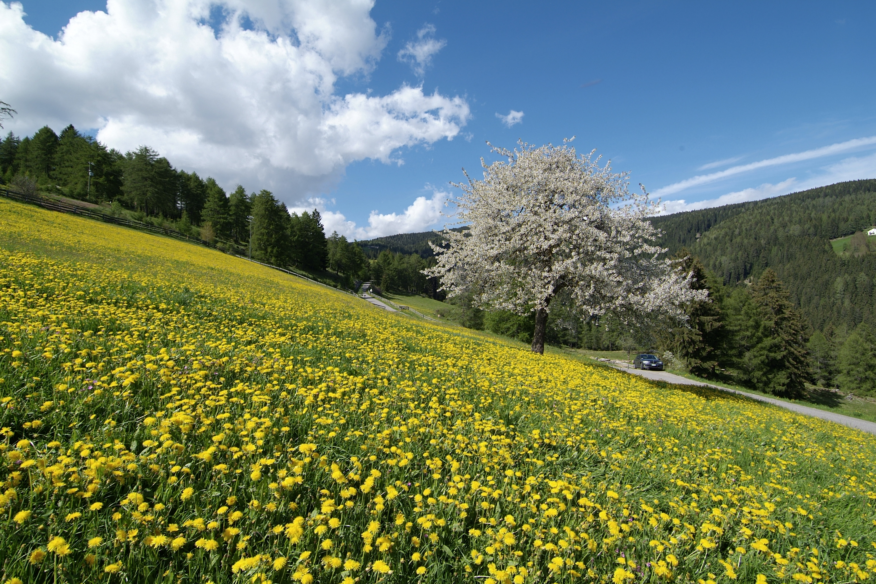 Prato fiorito_König_Laurin_San Genesio